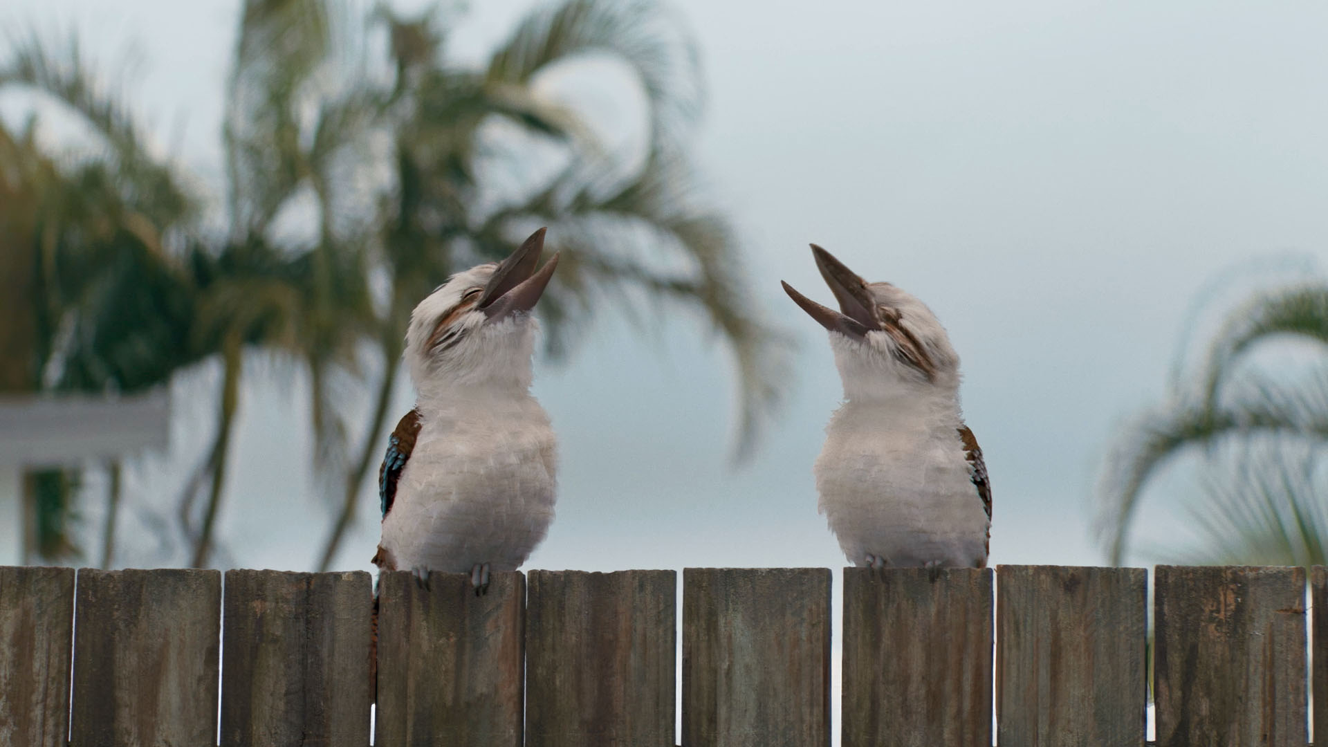 A cast of charming animals star in RACQ’s new brand campaign ‘You with RACQ?’ via VML