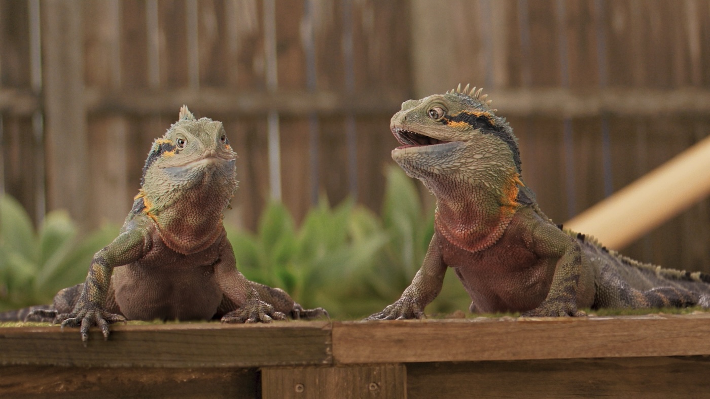 A cast of charming animals star in RACQ’s new brand campaign ‘You with RACQ?’ via VML